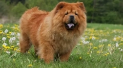 8 Najstarejših pasem psov, ki živijo več kot tisoč let blizu osebe